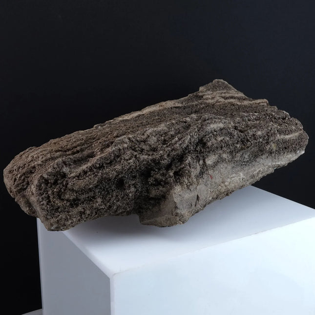 12 Pound Petrified Wood Covered in Crystals - Estate Fresh Austin