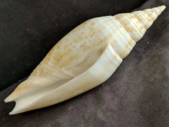 124mm Rare Mitra Helenae Found 1/8/82 Honduras Caribbean - Estate Fresh Austin