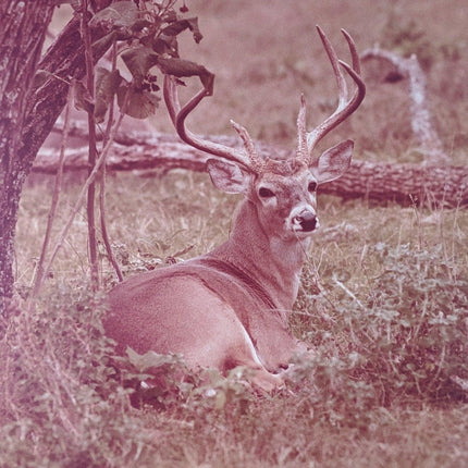 1970's Don K. Langson Wildlife Texas Buck Frontier Photograph 16"x20" - Estate Fresh Austin
