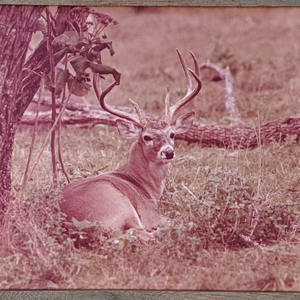 1970's Don K. Langson Wildlife Texas Buck Frontier Photograph 16"x20" - Estate Fresh Austin