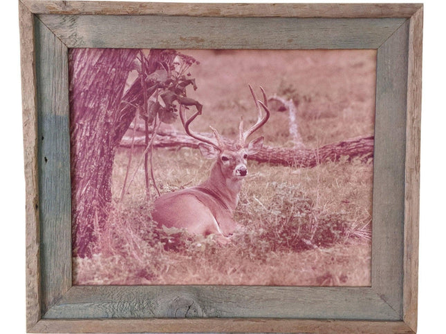 1970's Don K. Langson Wildlife Texas Buck Frontier Photograph 16"x20" - Estate Fresh Austin