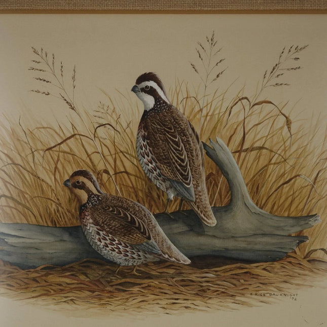 1972 E Rice Bauknight Watercolor Quail Texas Landscape Wildlife Artist - Estate Fresh Austin