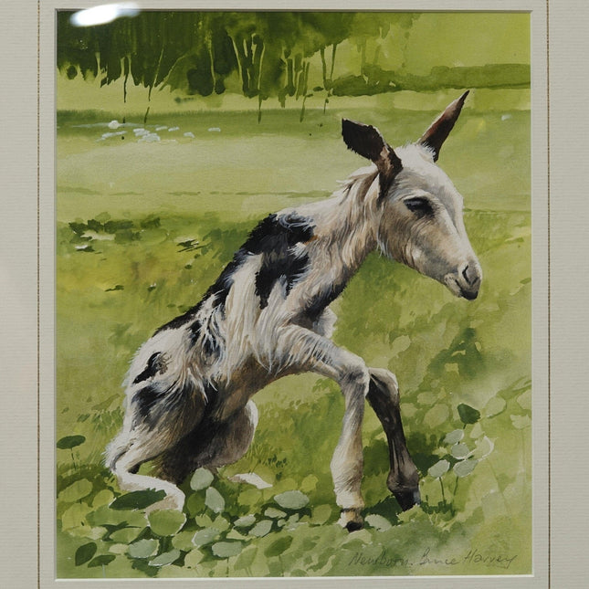 Bruce Harvey New Zealand artist "NEWBORN" Baby Goat Painting Tempura and Waterco