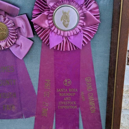 1964 Santa Rosa Roundup and Livestock Exposition Ribbons in Shadowbox Frame 20.5