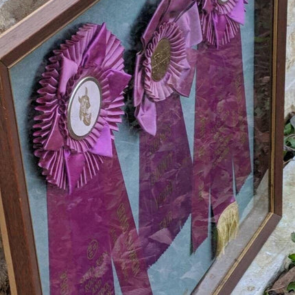 1964 Santa Rosa Roundup and Livestock Exposition Ribbons in Shadowbox Frame 20.5