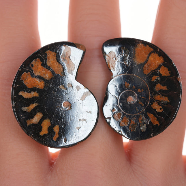 Stephen Dweck Sterling Ammonite Clip-on earrings