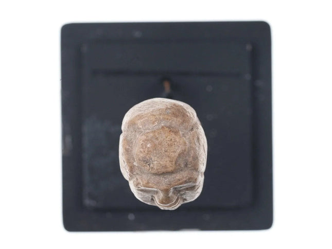 Ancient Carved Marble Votive Head, Alexandrian, Egypt - Estate Fresh Austin