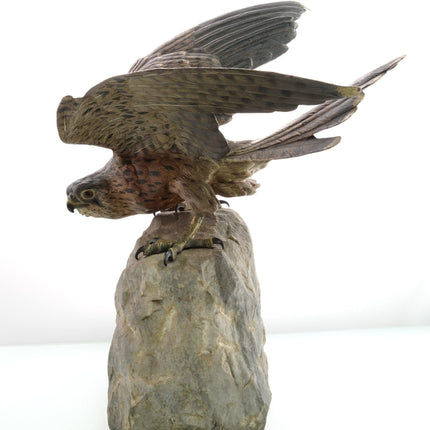 c.1910 15" Bergman Austrian Cold Painted Bronze Sparrow Hawk Sculpture on Stone - Estate Fresh Austin