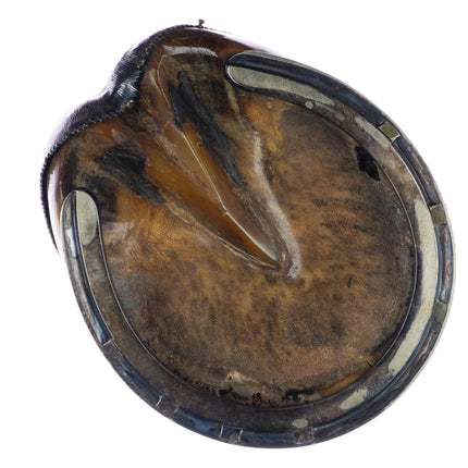 c1900 silver mounted Horse Hoof Inkwell Rowland Ward - Estate Fresh Austin