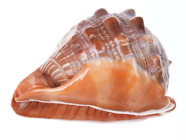 Large Vintage Carved Cameo Conch Shell 1 - Estate Fresh Austin