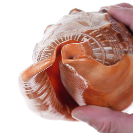 Large Vintage Carved Cameo Conch Shell 2 - Estate Fresh Austin