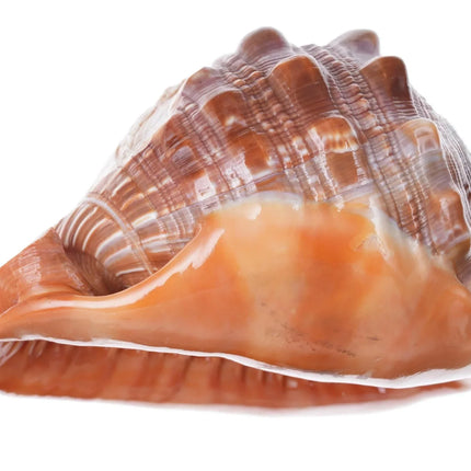 Large Vintage Carved Cameo Conch Shell 2 - Estate Fresh Austin