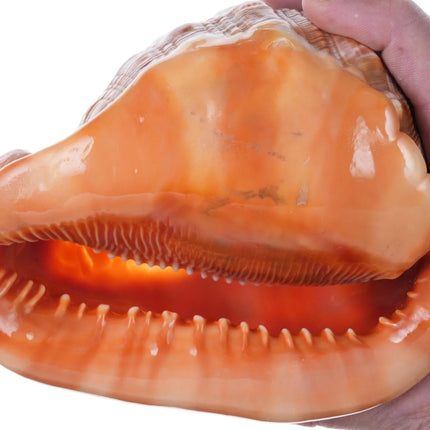 Large Vintage Carved Cameo Conch Shell 2 - Estate Fresh Austin