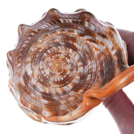 Large Vintage Carved Cameo Conch Shell 2 - Estate Fresh Austin