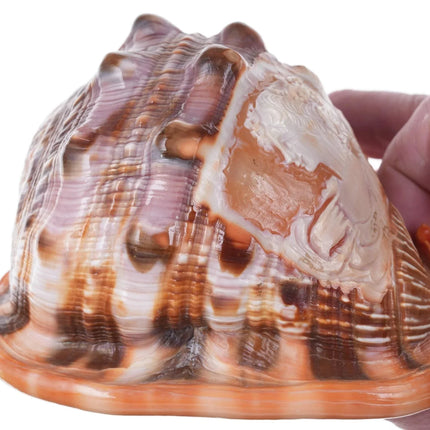 Large Vintage Carved Cameo Conch Shell 2 - Estate Fresh Austin