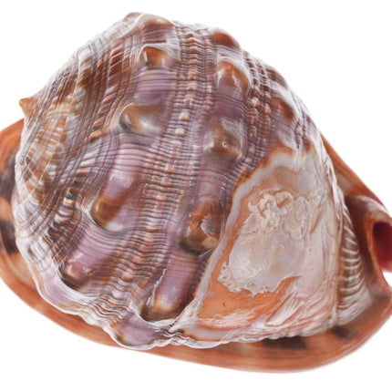 Large Vintage Carved Cameo Conch Shell 2 - Estate Fresh Austin