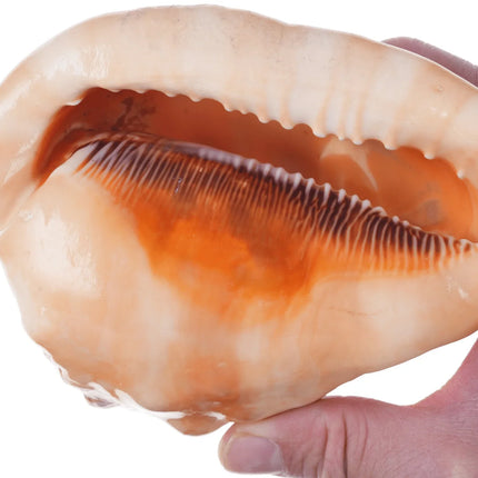 Large Vintage Carved Cameo Conch Shell - Estate Fresh Austin
