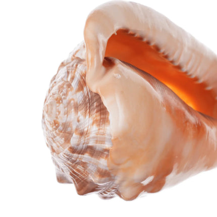 Large Vintage Carved Cameo Conch Shell - Estate Fresh Austin