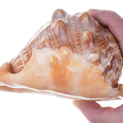 Large Vintage Carved Cameo Conch Shell - Estate Fresh Austin
