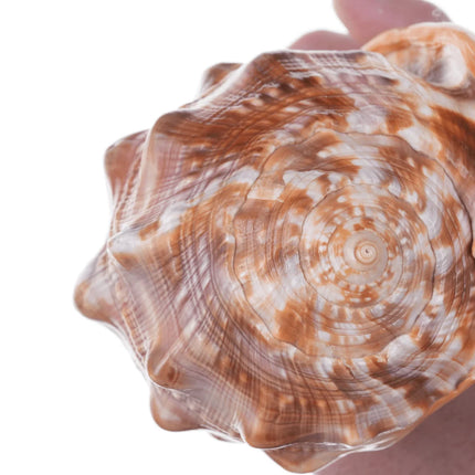 Large Vintage Carved Cameo Conch Shell - Estate Fresh Austin