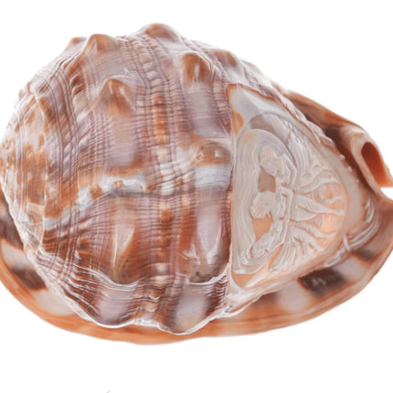 Large Vintage Carved Cameo Conch Shell - Estate Fresh Austin
