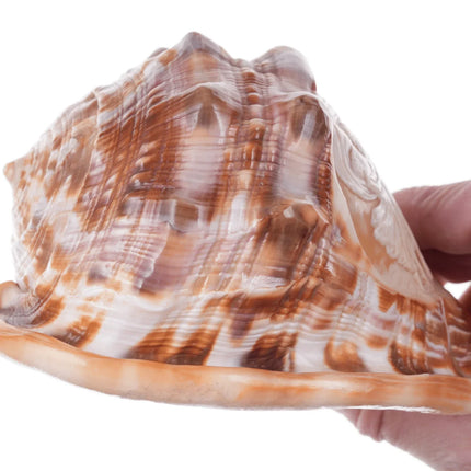 Large Vintage Carved Cameo Conch Shell - Estate Fresh Austin